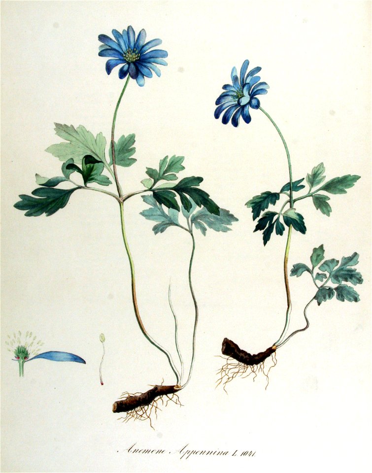 Anemone apennina — Flora Batava — Volume v14