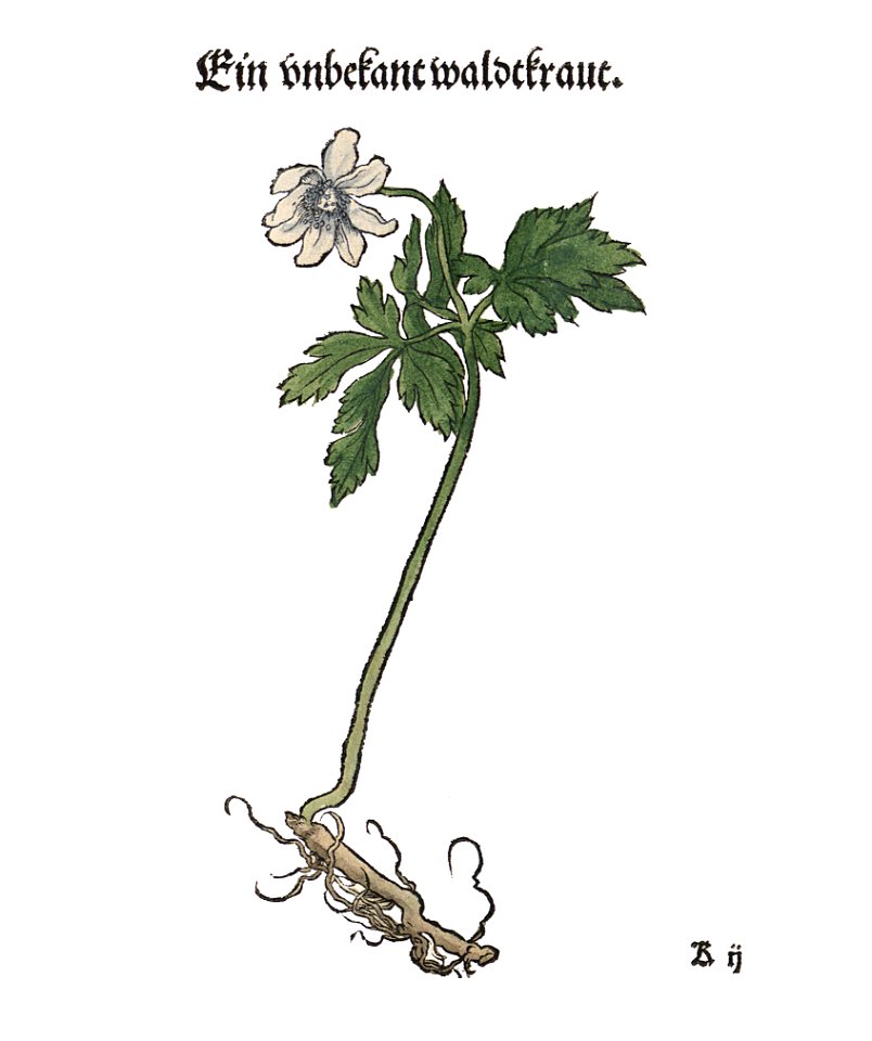 Anemone nemorosa Brunfels