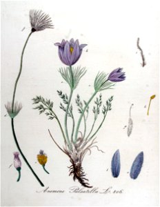 Anemone pulsatilla — Flora Batava — Volume v11