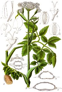 Angelica palustris Sturm24