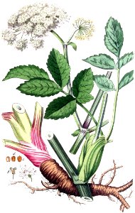 Angelica sylvestris — Flora Batava — Volume v4 clean no-description