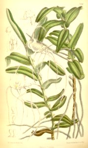 Angraecum germinyanum