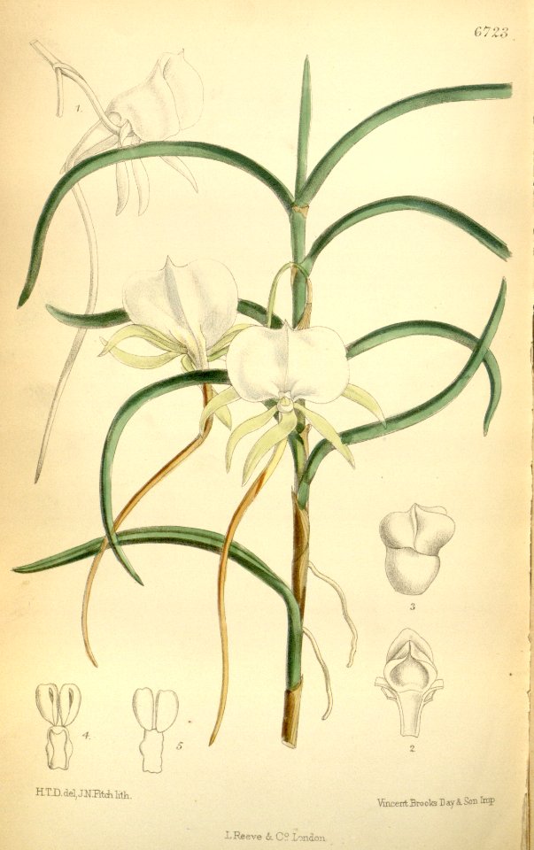 Angraecum scottianum - Curtis' 109 (Ser. 3 no. 39) pl 6723 (1883)