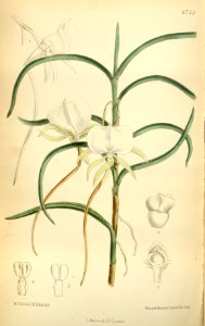 Angraecum scottianum - Curtis' 109 (Ser. 3 no. 39) pl 6723 (1883). Free illustration for personal and commercial use.