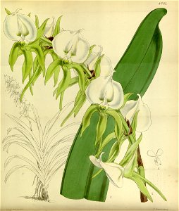 Angraecum eburneum - Curtis' 80 (Ser. 3 no. 10) pl. 4761 (1854). Free illustration for personal and commercial use.