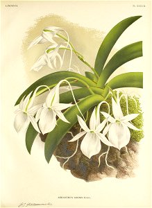 Angraecum leonis