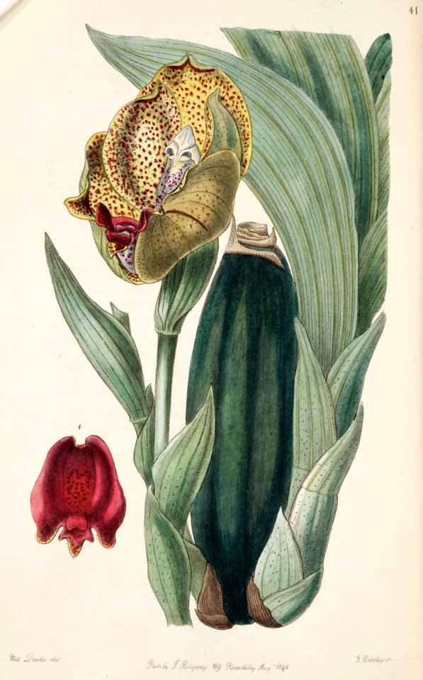 Anguloa ruckeri (Anguloa clowesii × Anguloa hohenlohii)- Edwards vol 32 (NS 9) pl 41 (1846)