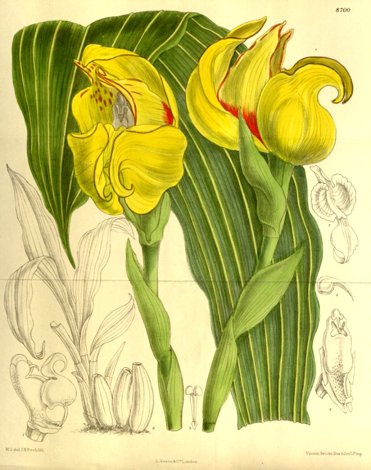 Anguloa cliftonii 143-8700