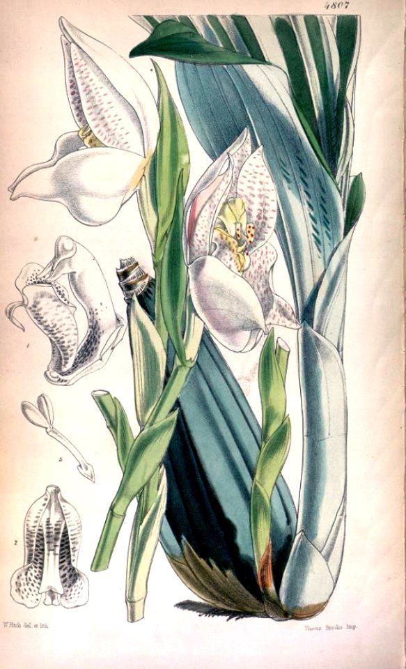 Anguloa uniflora2