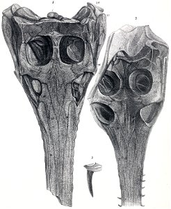 Anglosuchus