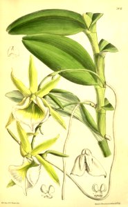 Angraecum eichlerianum - Curtis' 128 (Ser. 3 no. 58) pl. 7813 (1902). Free illustration for personal and commercial use.