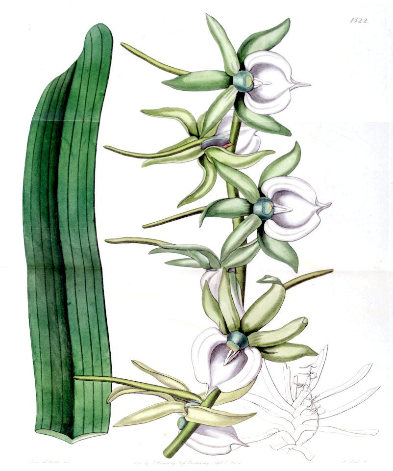 Angraecum eburneum - Edwards vol 18 pl 1522 (1832)