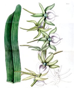 Angraecum eburneum - Edwards vol 18 pl 1522 (1832). Free illustration for personal and commercial use.