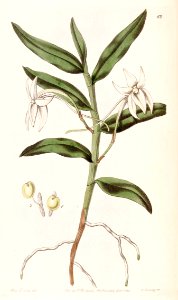 Angraecum mauritianum (as Angraecum gladiifolium) - Edwards vol 26 (NS 3) pl 68 (1840)