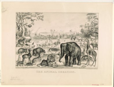Animal creation LCCN90708636