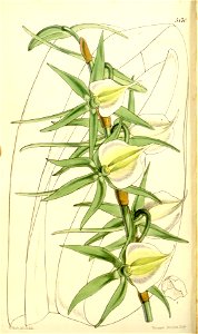 Angraecum eburneum (as Angraecum eburneum var. virens) - Curtis' 86 (Ser. 3 no. 16) pl. 5170 (1860). Free illustration for personal and commercial use.