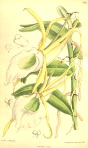 Angraecum infundibulare - Curtis' 133 (Ser. 4 no. 3) pl. 8153 (1907). Free illustration for personal and commercial use.