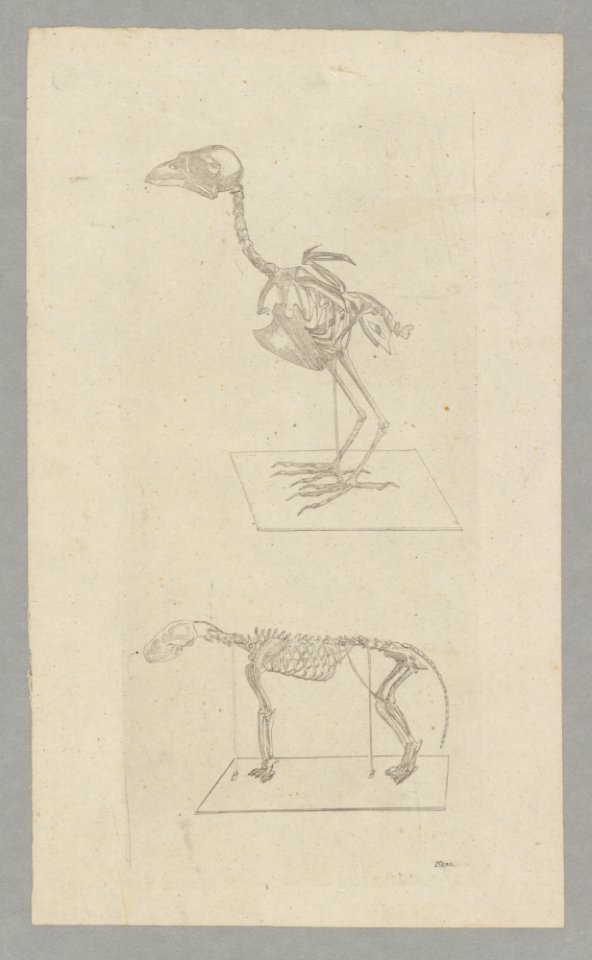 Animal Skeletons, engraved by Pikao