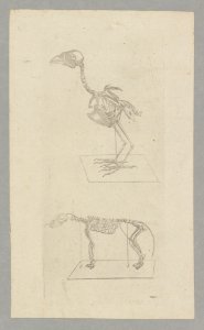 Animal Skeletons, engraved by Pikao