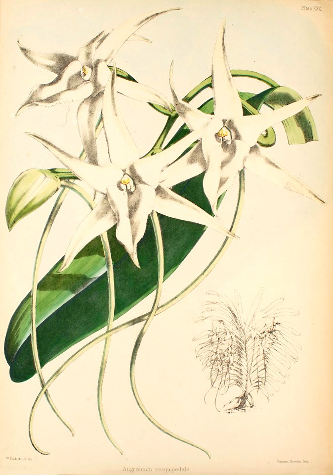 Angraecum sesquipedale - Warner, Williams - Select orch. plants 1, pl. 31 (1862-1865)