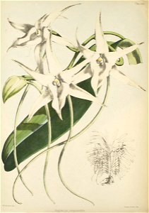 Angraecum sesquipedale - Warner, Williams - Select orch. plants 1, pl. 31 (1862-1865)