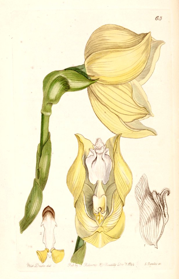 Anguloa clowesii - Edwards vol 30 (NS 7) pl 63 (1844)