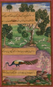 Animals of Hindustan monkeys, rodents and the peacock, from Illuminated manuscript Baburnama (Memoirs of Babur)