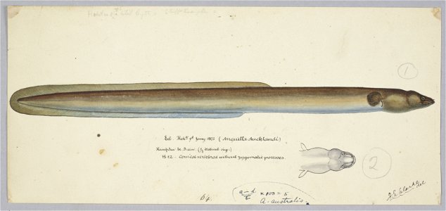 Anguilla dieffenbachii by Frank Edward Clarke
