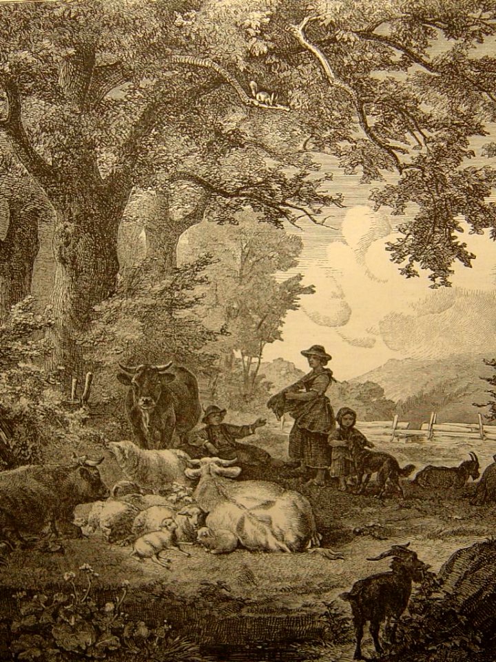 Animaux