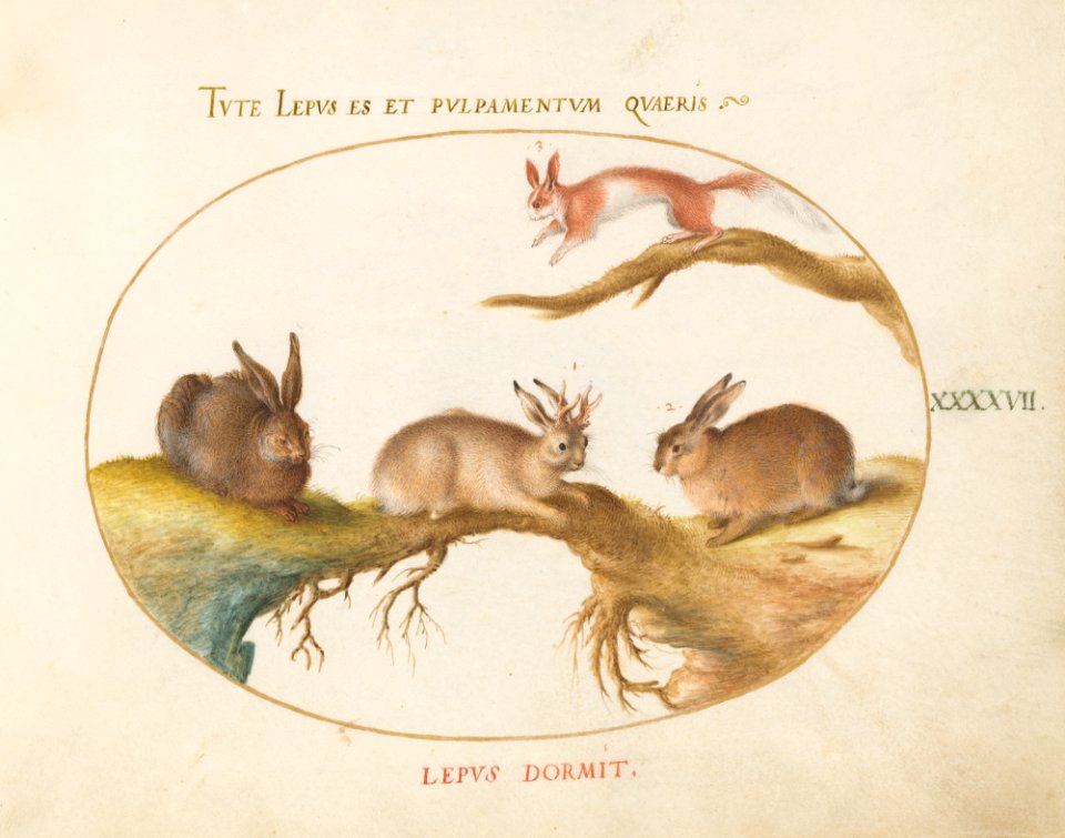 Animalia Qvadrvpedia et Reptilia (Terra) Plate XLVII
