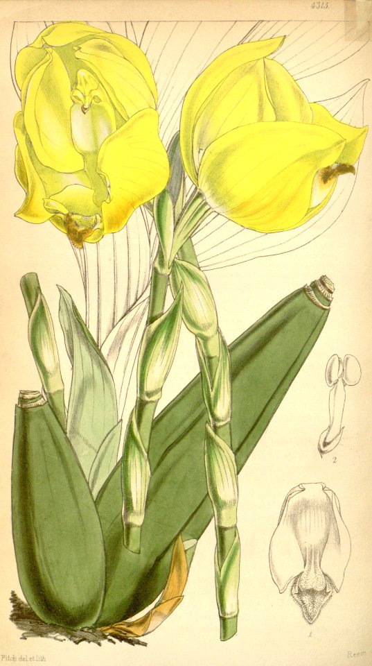 Anguloa clowesii - Curtis' 73 (Ser. 3 no. 3) pl. 4313 (1847)