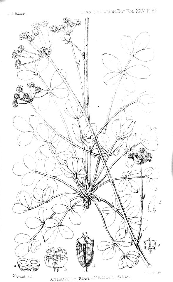 Anisopoda bupleuroides