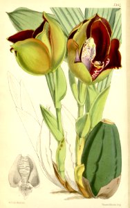 Anguloa × ruckeri - Curtis' 89 (Ser. 3 no. 19) pl. 5384 (1863)