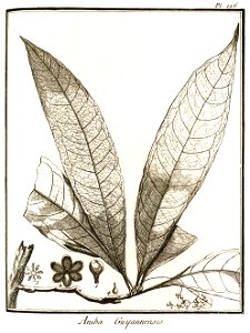 Aniba guyannensis Aublet 1775 pl 126