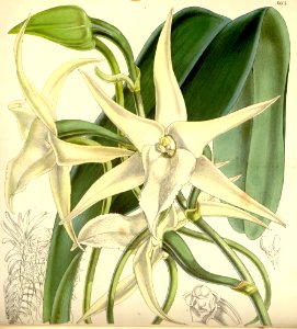 Angraecum sesquipedale - Curtis' 85 (Ser. 3 no. 15) pl. 5113 (1859). Free illustration for personal and commercial use.
