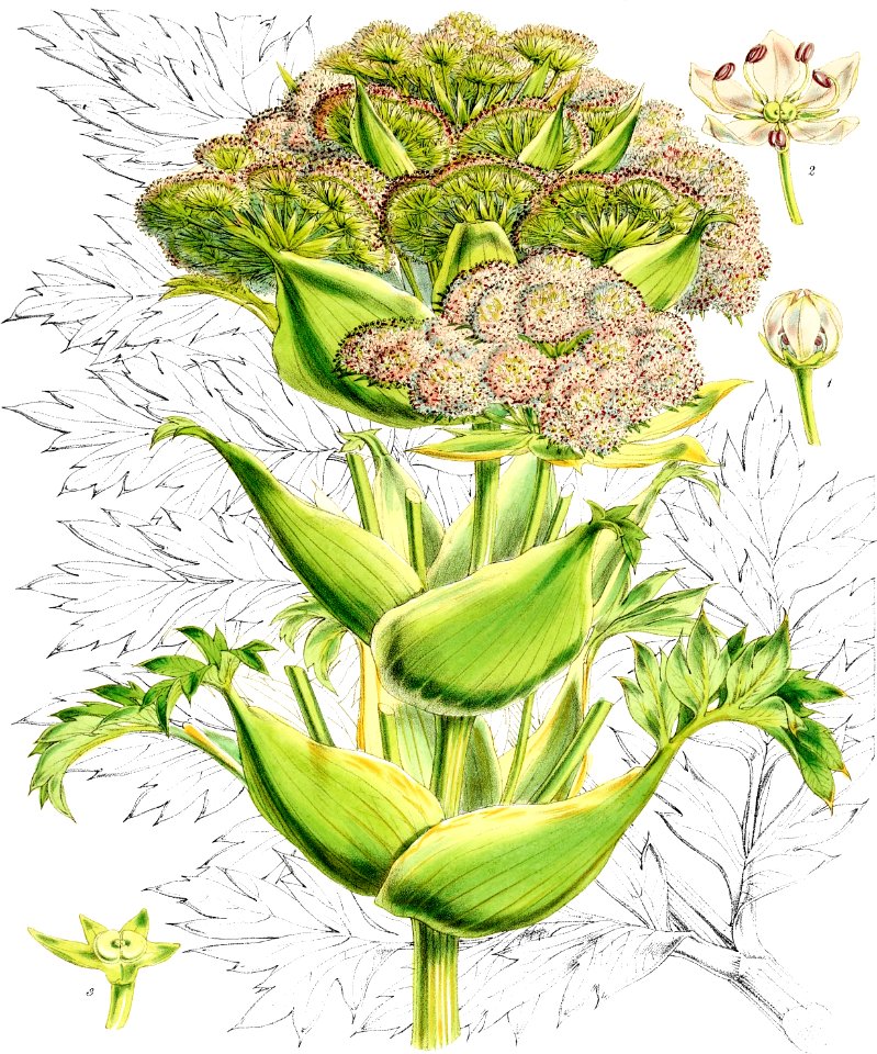 Anisotome latifolia-Botany of Antarctica-PL008-0021