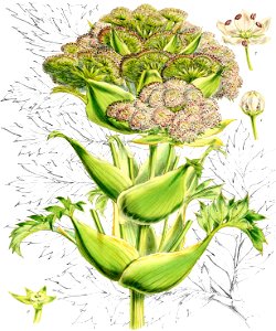 Anisotome latifolia-Botany of Antarctica-PL008-0021