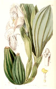 Anguloa uniflora - Edwards vol 30 (NS 7) pl 60 (1844)