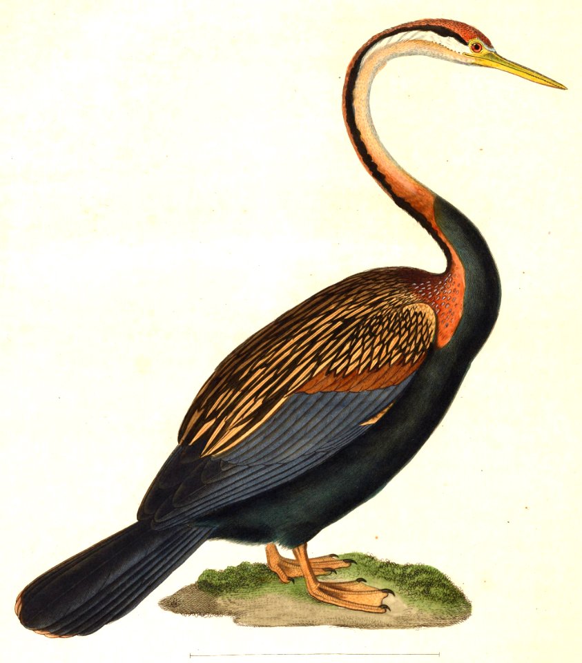 Anhinga melanogaster 1838