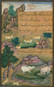 Animals of Hindustan small deer and cows called gīnī, from Illuminated manuscript Baburnama (Memoirs of Babur). Free illustration for personal and commercial use.