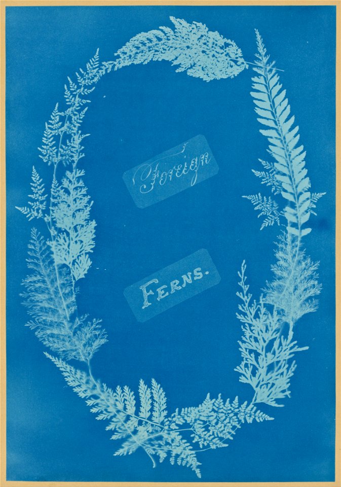 Anna Atkins - Foreign Ferns - Google Art Project