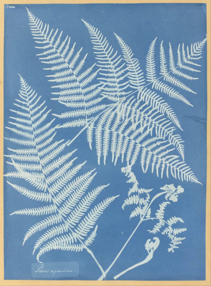 Anna Atkins - Pteris aquilina - Google Art Project
