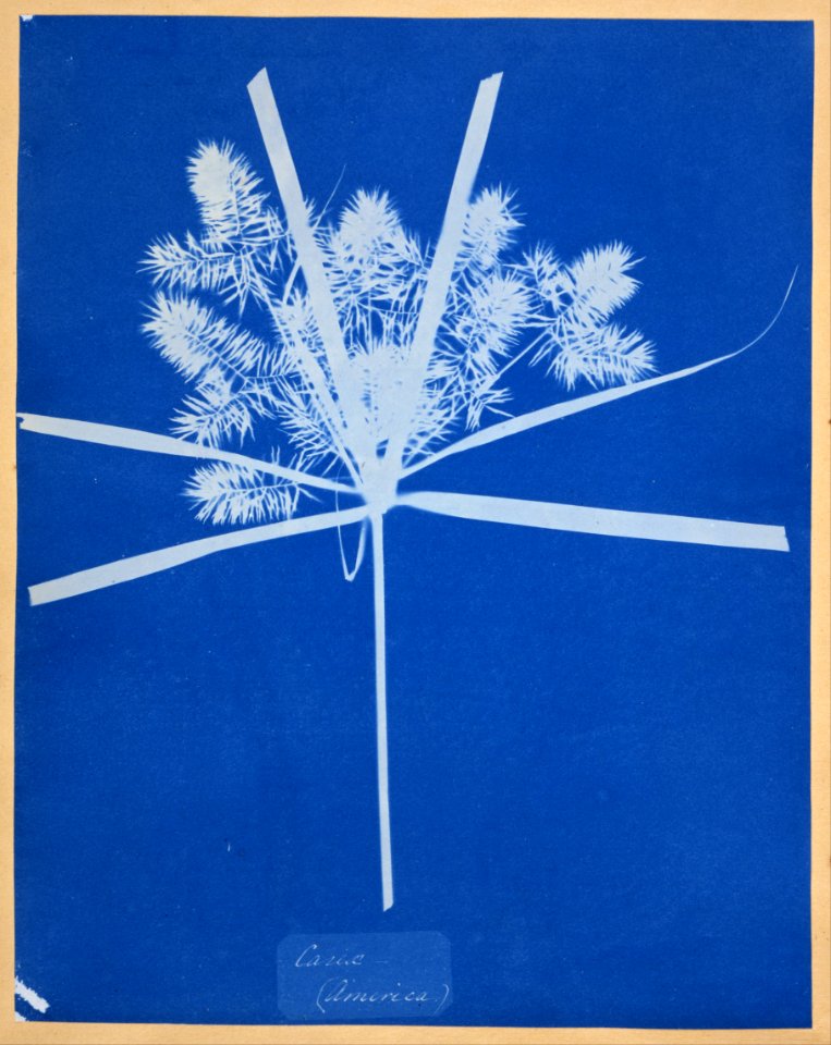 Anna Atkins - Carix (America) - Google Art Project