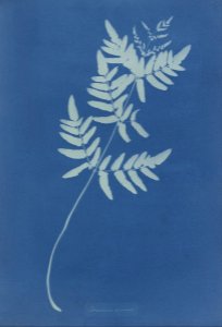 Anna Atkins - Osmunda Rigalis (Australia) - Google Art Project