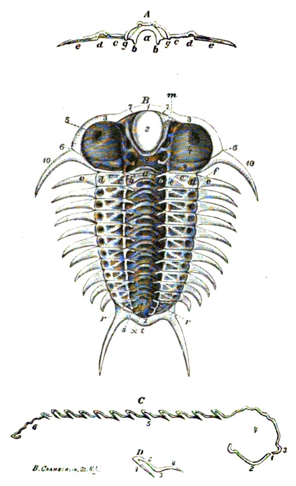 Ann. Lyc. Nat. Hist. 11 pl. 11