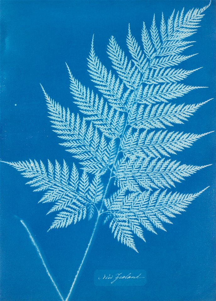 Anna Atkins - New Zealand - Google Art Project