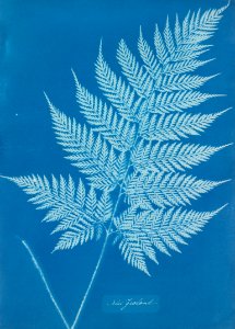 Anna Atkins - New Zealand - Google Art Project