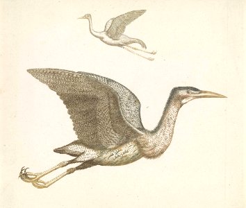 Boven een vliegende kraanvogel en onder een vliegende roerdomp