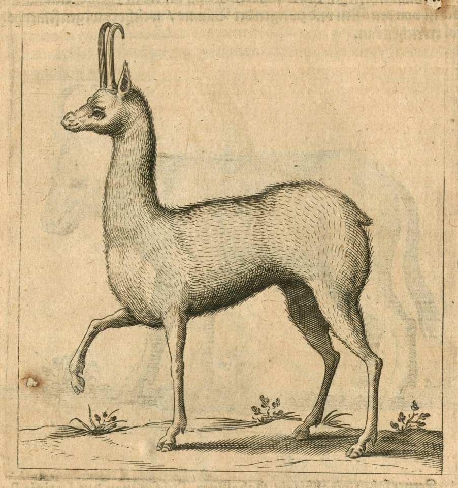 Bovid of the Gazelle or Oryx genus, that Jacob Breuning saw at the castle of Cairo - Breuning Von Buchenbach Hans Jacob - 1612