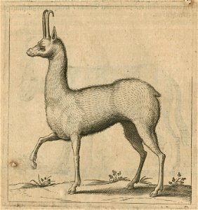 Bovid of the Gazelle or Oryx genus, that Jacob Breuning saw at the castle of Cairo - Breuning Von Buchenbach Hans Jacob - 1612